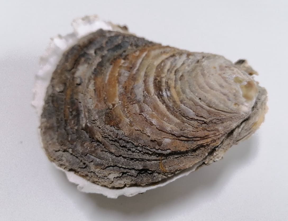 Europska plosnata kamenica